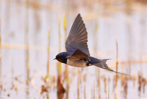 野生的鸟儿该怎么处理,鸟类如何躲避风雨