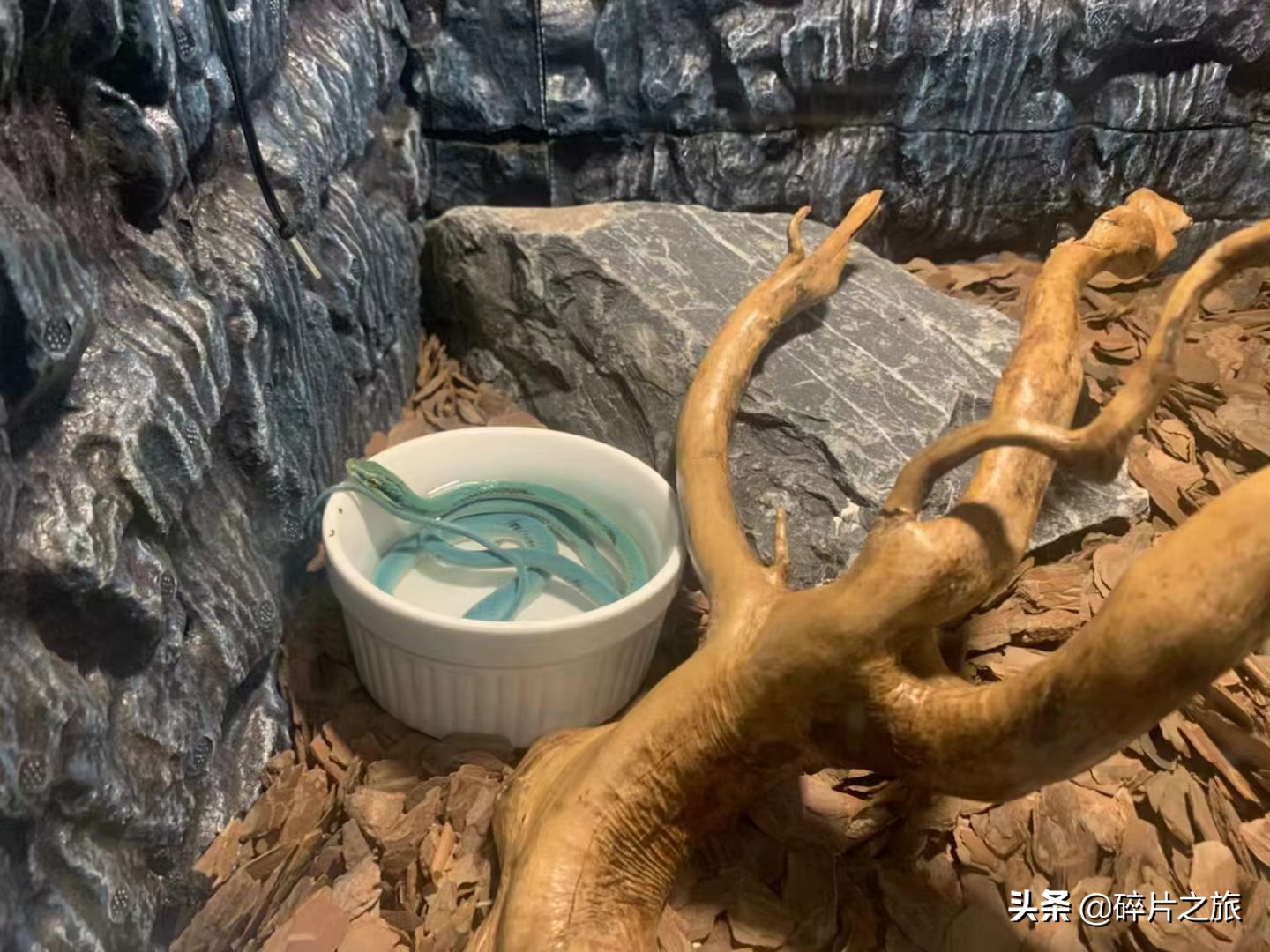 海滨城市大连旅游必备攻略,美丽的海滨城市大连星海广场