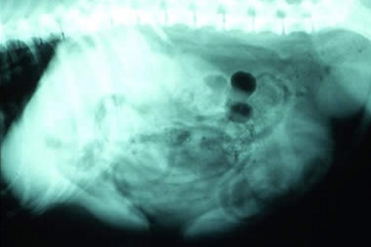 雄性犬为“良性前列腺增生症”风险种群，又该如何治疗和预防？