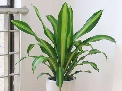 巴西木怎么养殖才能快速结花,巴西木怎么养殖