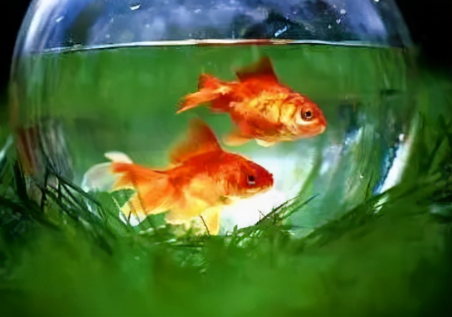 鱼缸停电怎么防止鱼缺氧,遇到停电如何给鱼缸增氧