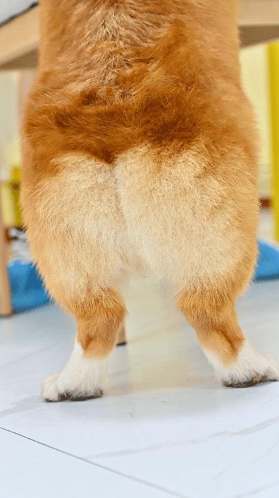 吸屁屁,短腿大耳肉嘟嘟,这家店进去就出不来了…