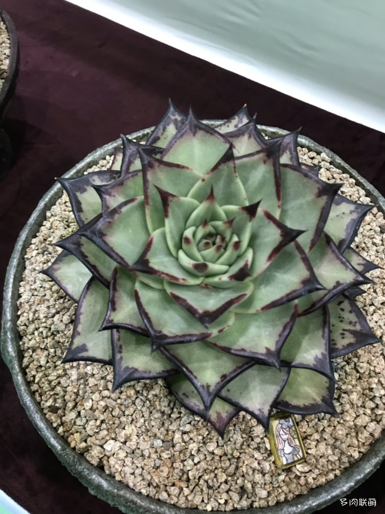 多肉欣赏桃美人,多肉植物欣赏