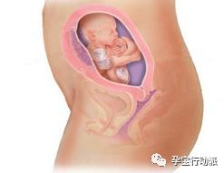孕期周刊，第二十六周