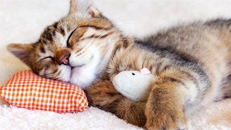 猫宅一生增肥营养膏,猫吃营养膏有什么用