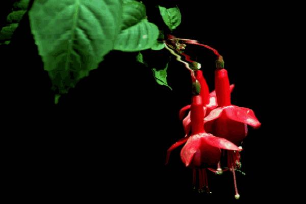 惊艳倒挂金钟,惊艳倒挂金钟图片