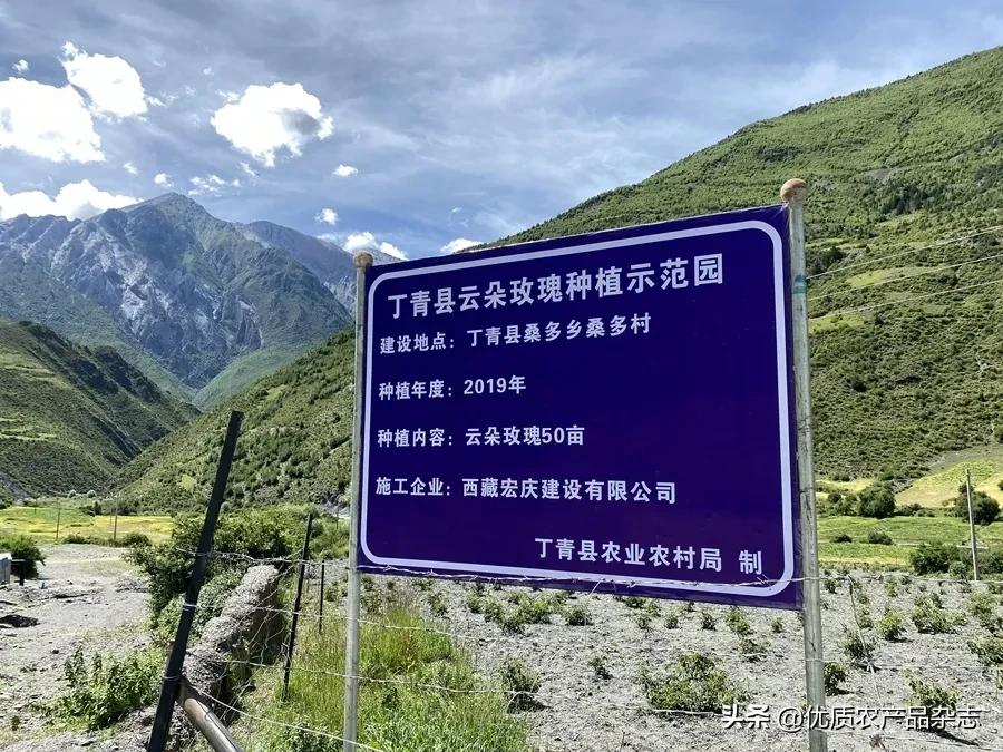 美丽健康、治沙脱贫,打通玫瑰产业链,她的云朵玫瑰开出别样美丽