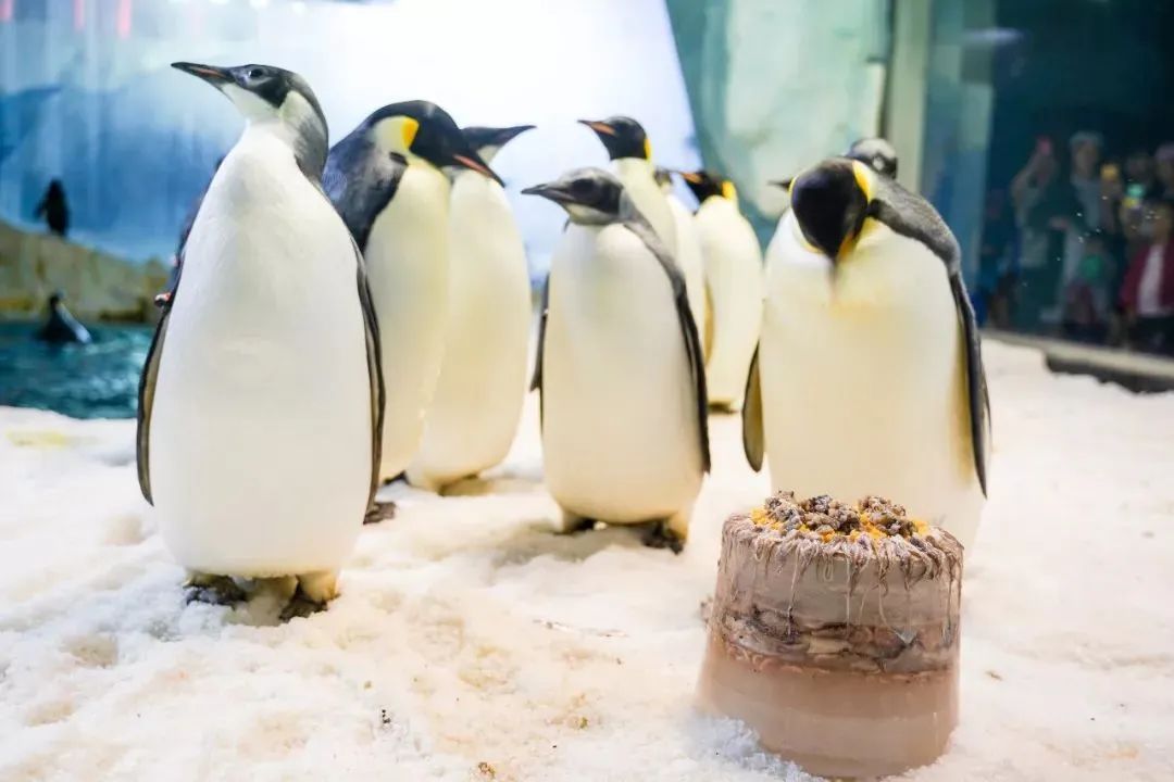 先去广州长隆再去珠海长隆攻略,带小朋友来珠海长隆两天一晚攻略