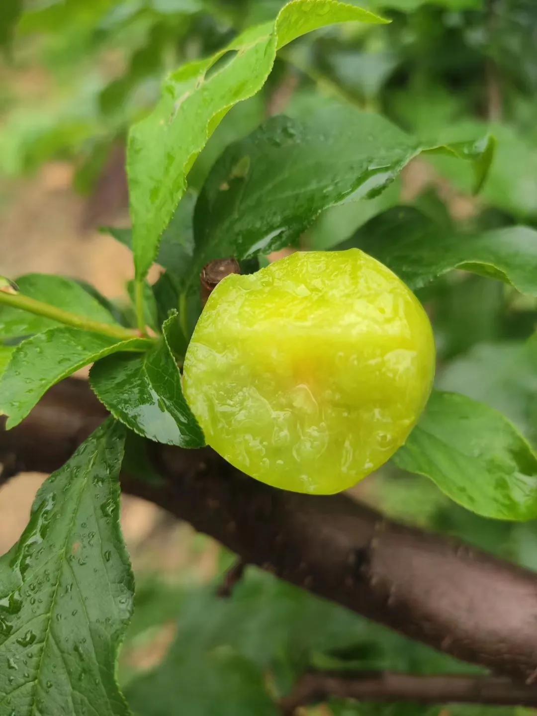 三华李南华李的区别,银妃三华李是早熟好还是迟熟好吃