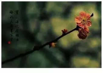 风花雪月的诗句大全,关于风花雪月的完整诗句