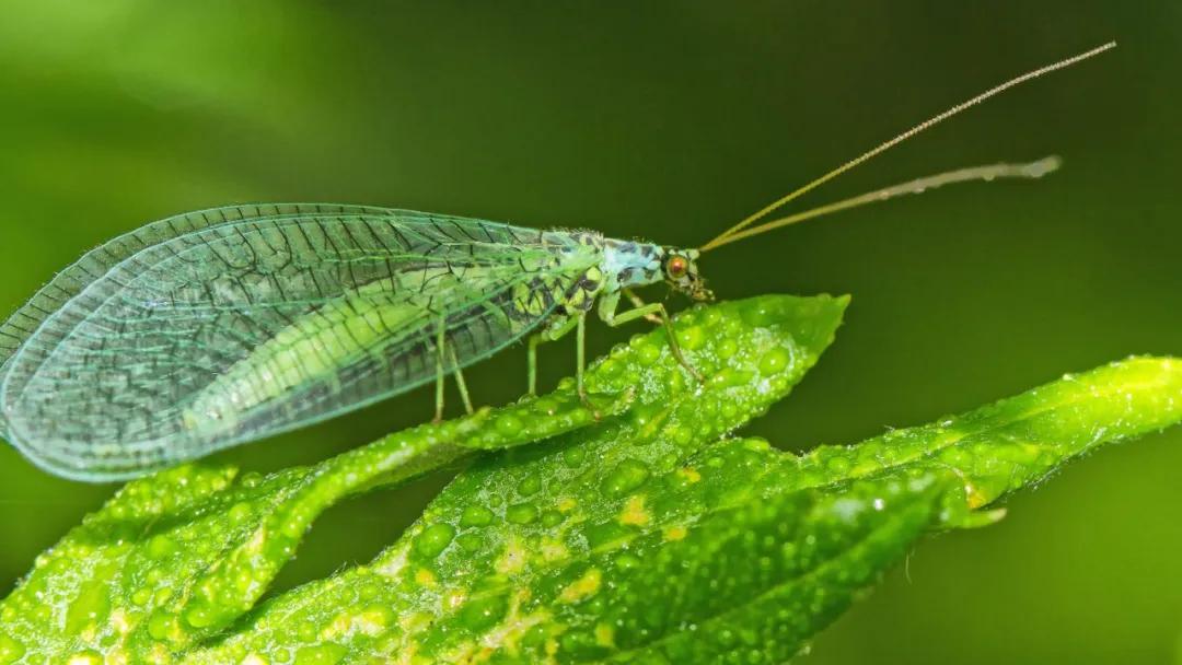菜园里有白色的小飞虫,菜园里的神奇昆虫在哪里