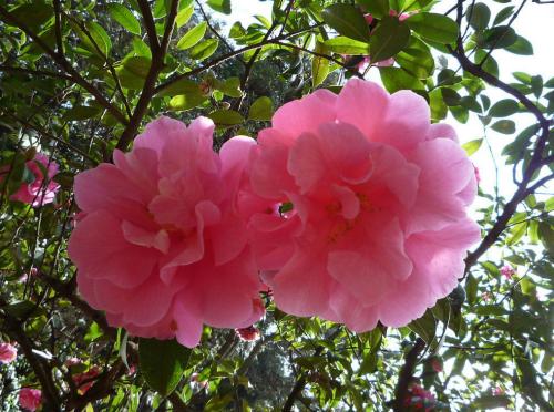 山茶花颜值,大气而娇艳的山茶花