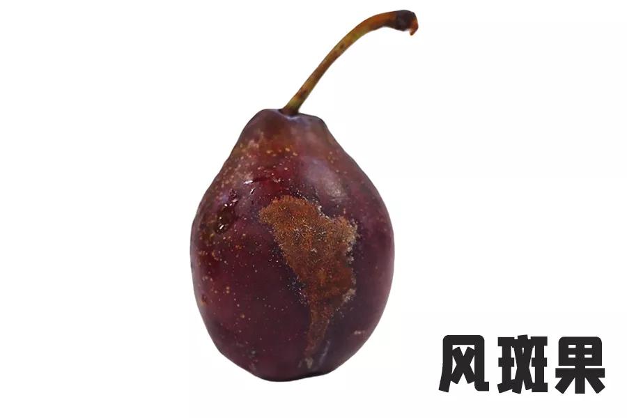*疆新**西梅怎么选！分选标准在这里了