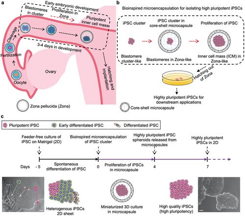 《Small》马里兰大学何晓明：透明质酸的核壳水凝胶