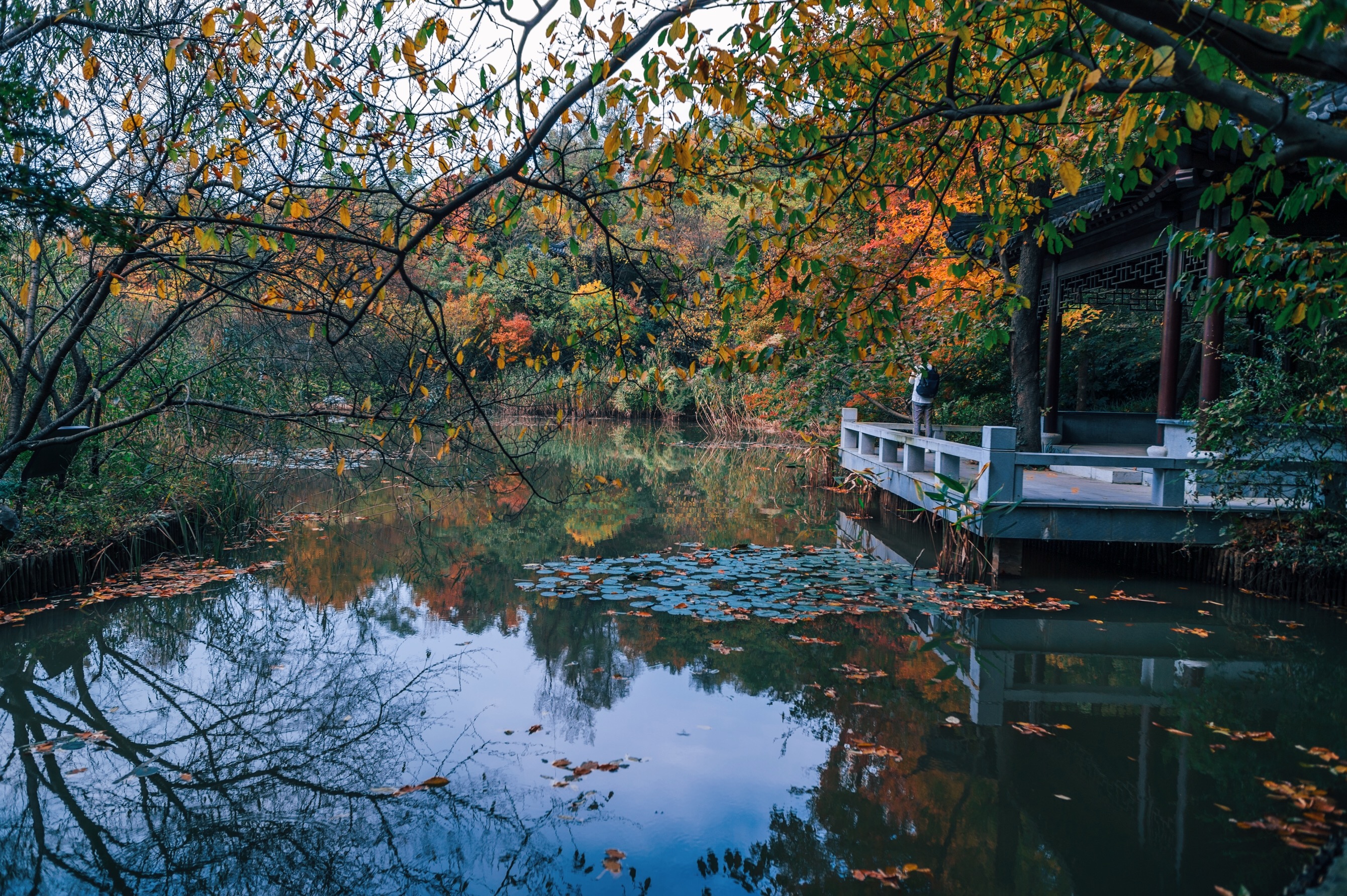 中国四大赏枫胜地南京栖霞山,南京栖霞山进入旅游赏枫季
