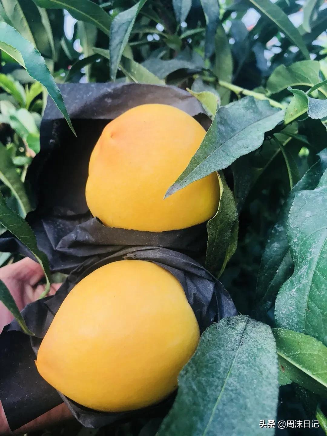 早熟的黄油桃,黄油桃无毛