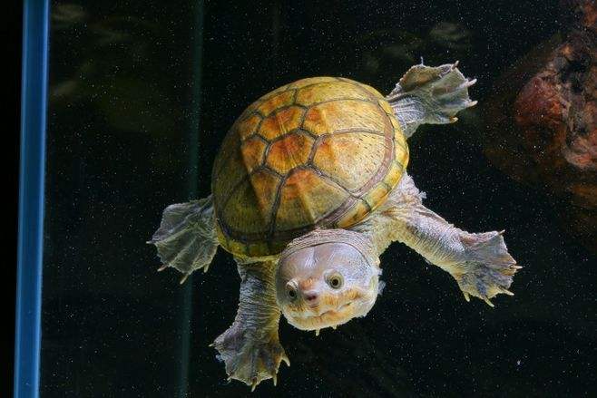 最美的乌龟图片,最美乌龟视频大全