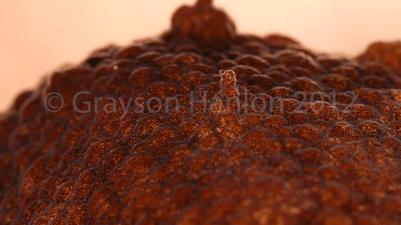 章鱼为什么有这么多怪异的身体,章鱼会两条腿走路