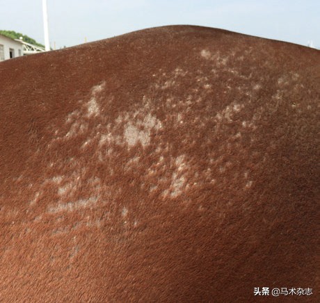 如何防止马得疾病,马儿皮肤病症状