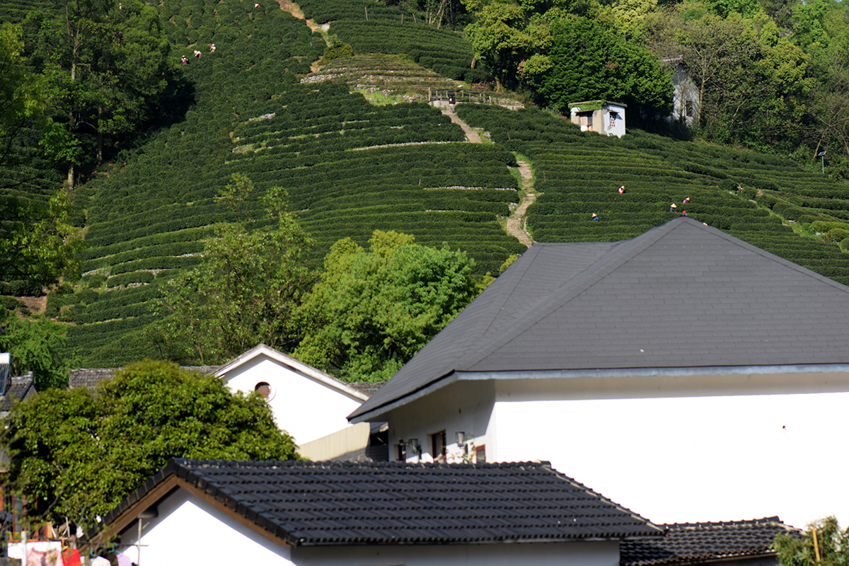 龙井哪里茶最正宗,龙井醉美山水茶