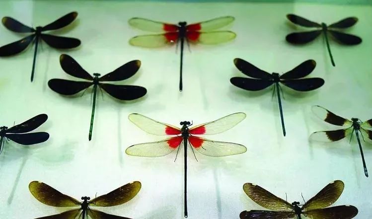 森呼吸运动乐园乘车路线,森呼吸好玩吗