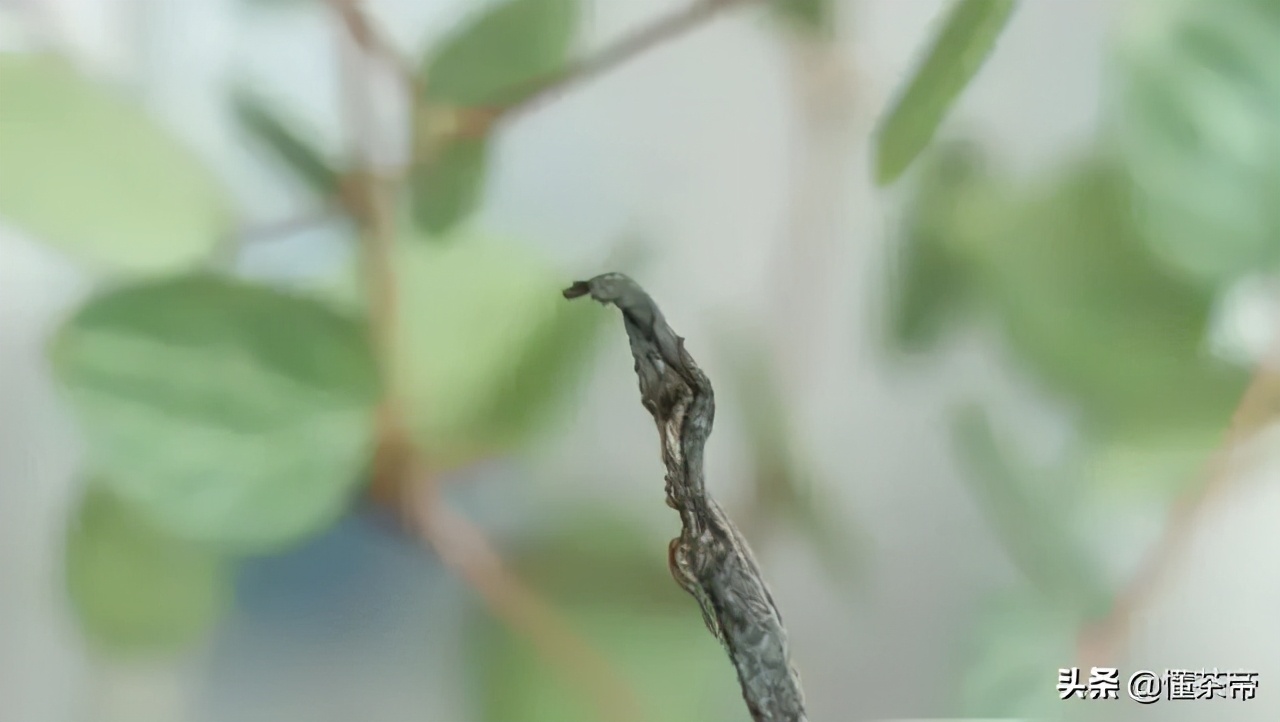 云南古树茶有名的有哪几种,云南十大古树茶是哪些