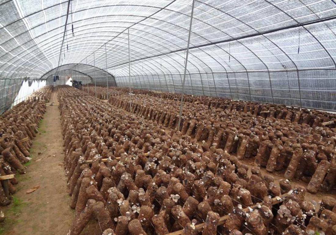 种植香菇为什么太湿会发黑,香菇种植病害防治方法