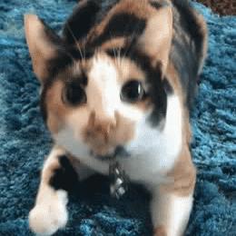 猫咪身上不同的味道代表什么,为什么猫咪的眼睛有不同颜色