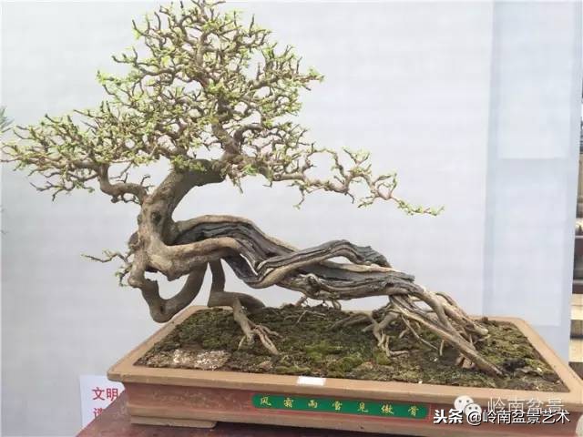 我国盆景艺术的发展现状,中国盆景发展现状论文