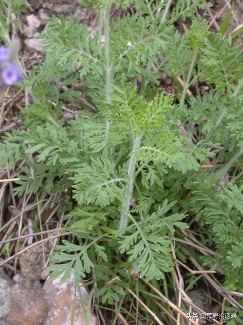 衣草的种植方法和注意事项图片,薰衣草种植需要什么条件才能种植