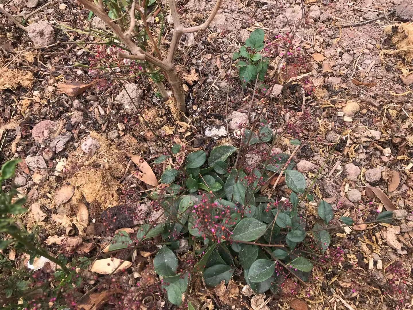 野土人参图片及药用功效,土人参的神奇功效