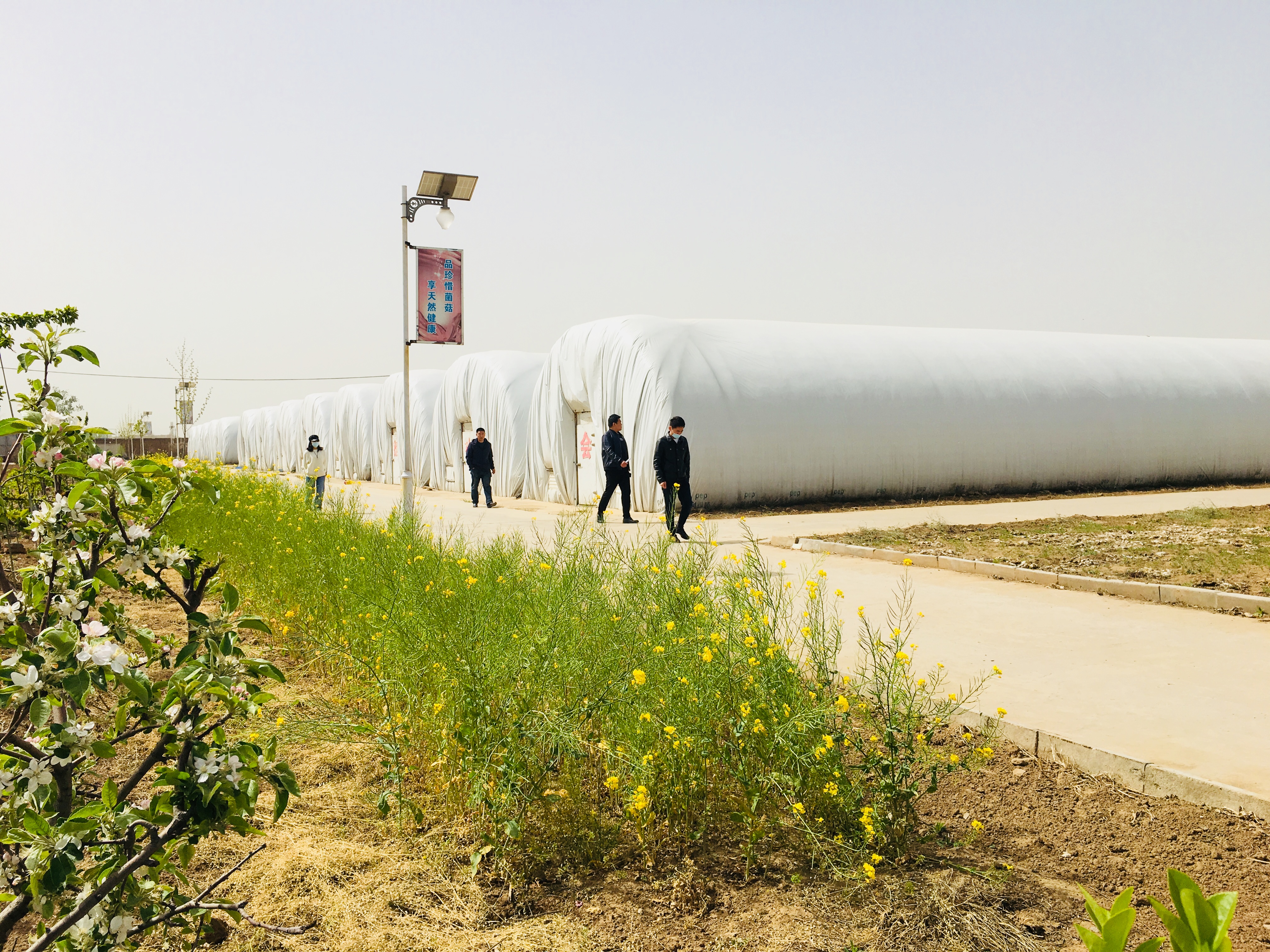 菌菇种植促乡村振兴,河北食用菌产业撑起群众致富伞