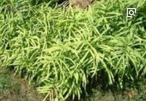 整合——28种青草药,赶快收藏备用!