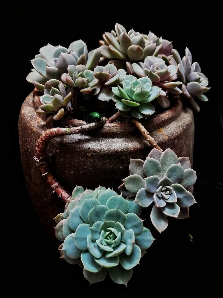 一盆仙人掌和一盆月季的故事,一个多肉的故事