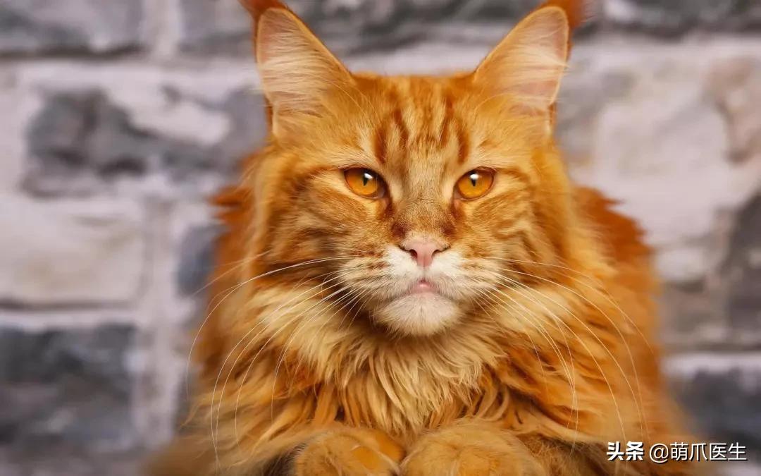 中华田园猫就是叫土猫？论给猫起名，古人可比我们强多了