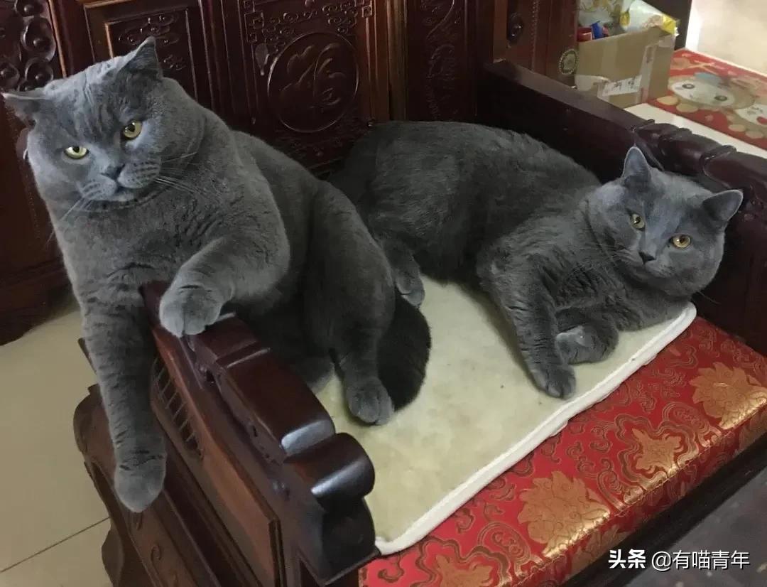 英国短蓝猫好养吗,千万别养蓝猫