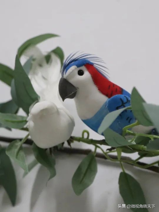 信阳市羊山外国语学区,羊山外国语小学信阳