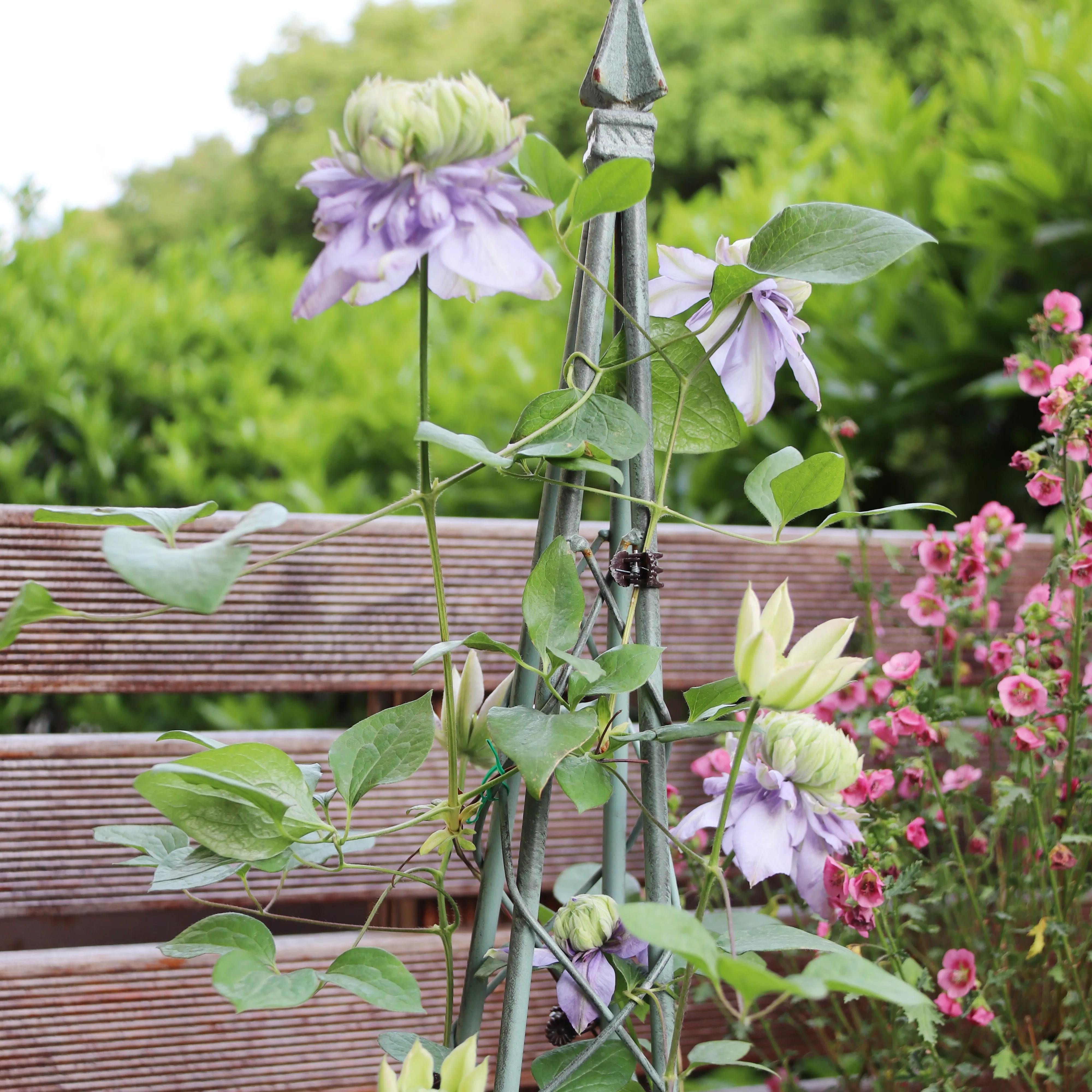 造园记养花人的必经之路,养花的院子怎么建造
