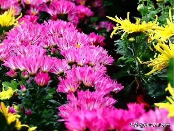 閬囪閱夌編閲戠,閬囪閱夌編閲戠鏂囨梾绯诲垪娲诲姩鍙戝竷