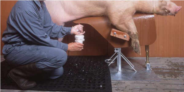 猪巴巴：人工授精中的精液如何采集？