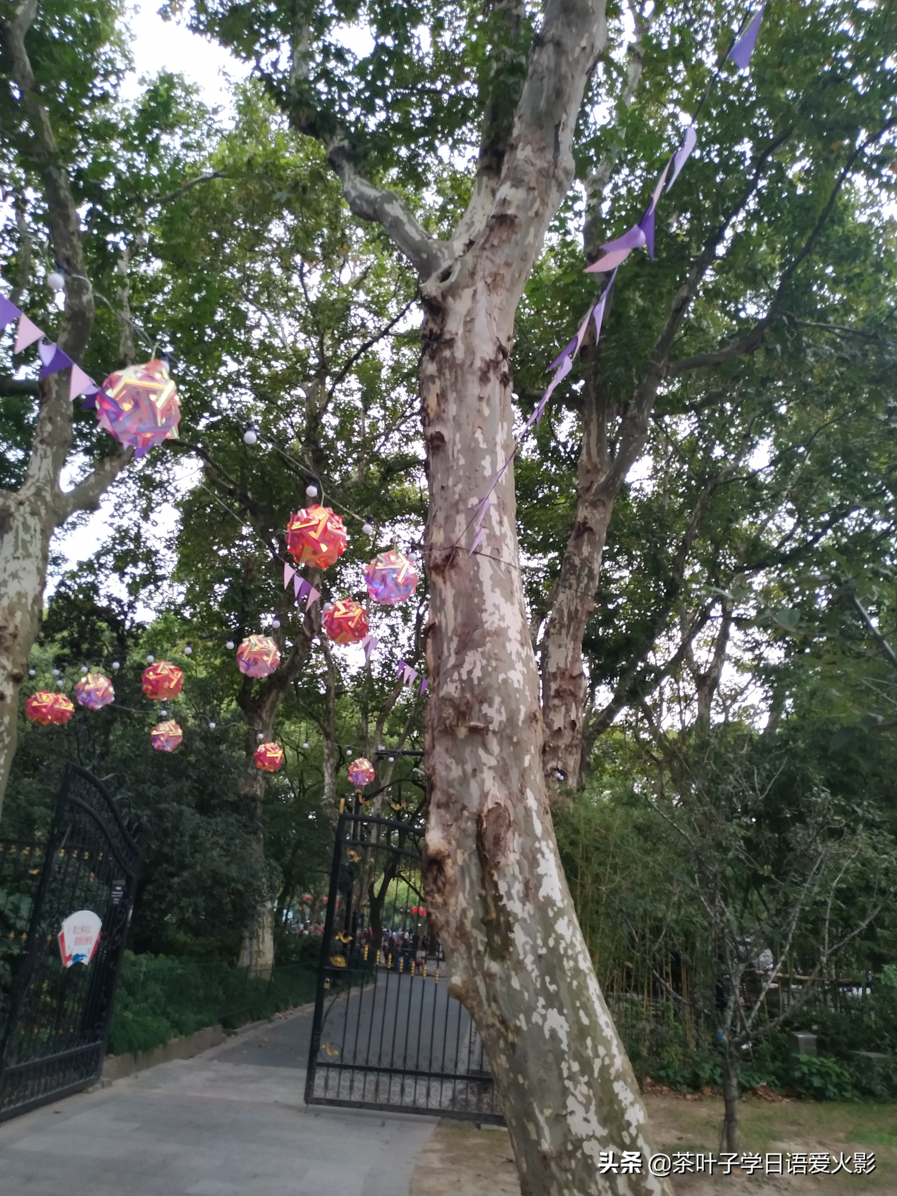 上海甜爱路，打卡不要错过哦，还有鲁迅公园