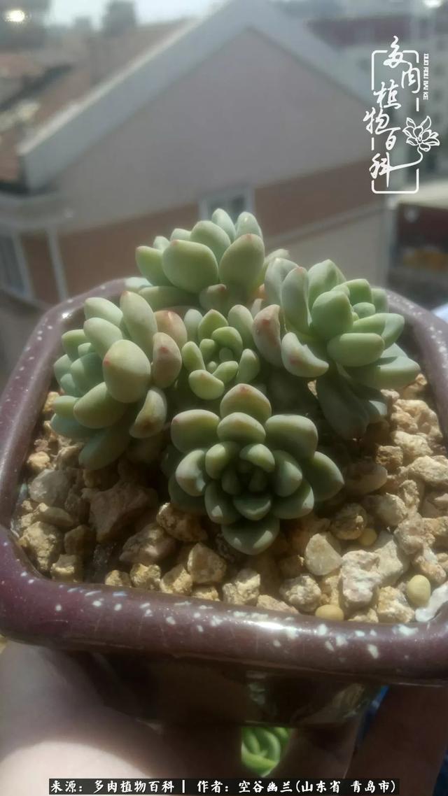 多肉最美的时光,多肉惊艳我的时光