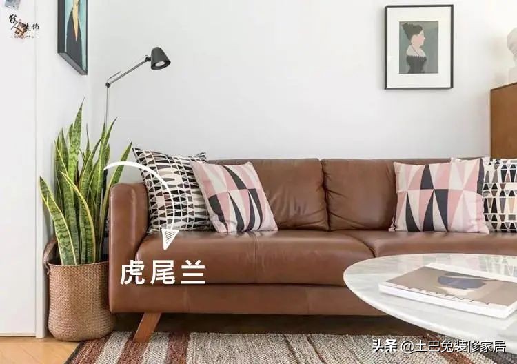 十款居家可养的植物,招财又好养的植物