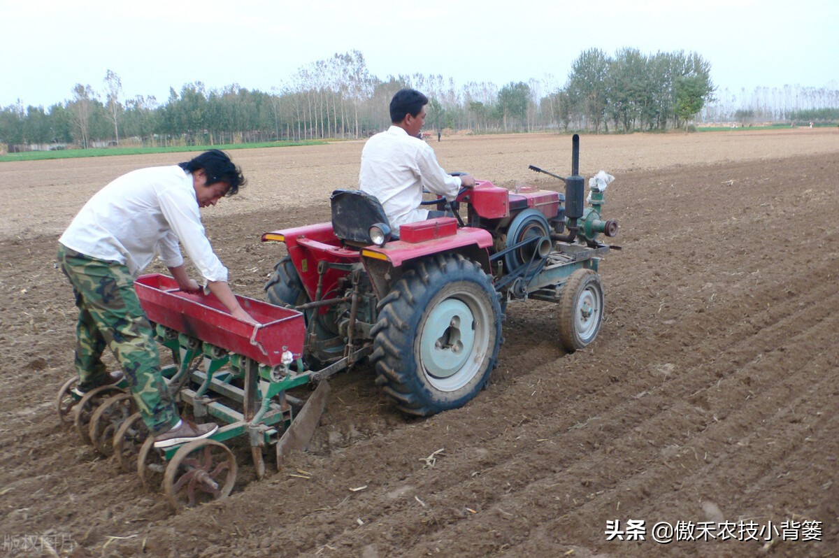 小麦早打和晚打有什么区别,小麦晚播品种能否早播