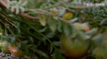 据说水果涨价,跟这剧的大火有点关系