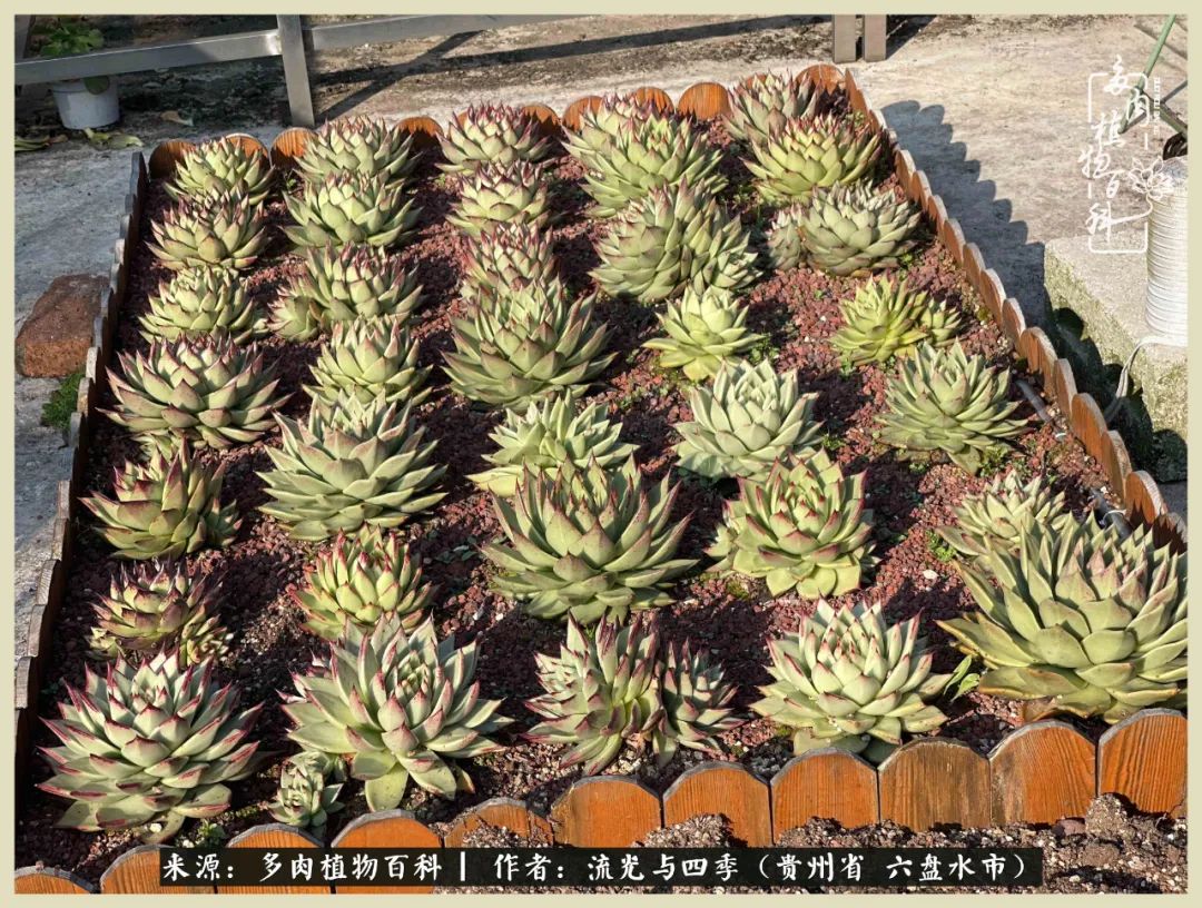 国庆假期你快乐吗?来,凉都美肉与你相伴一一小乌木的霸气东云