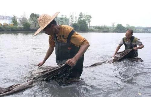 揭秘香云纱,怎样鉴别香云纱的真假