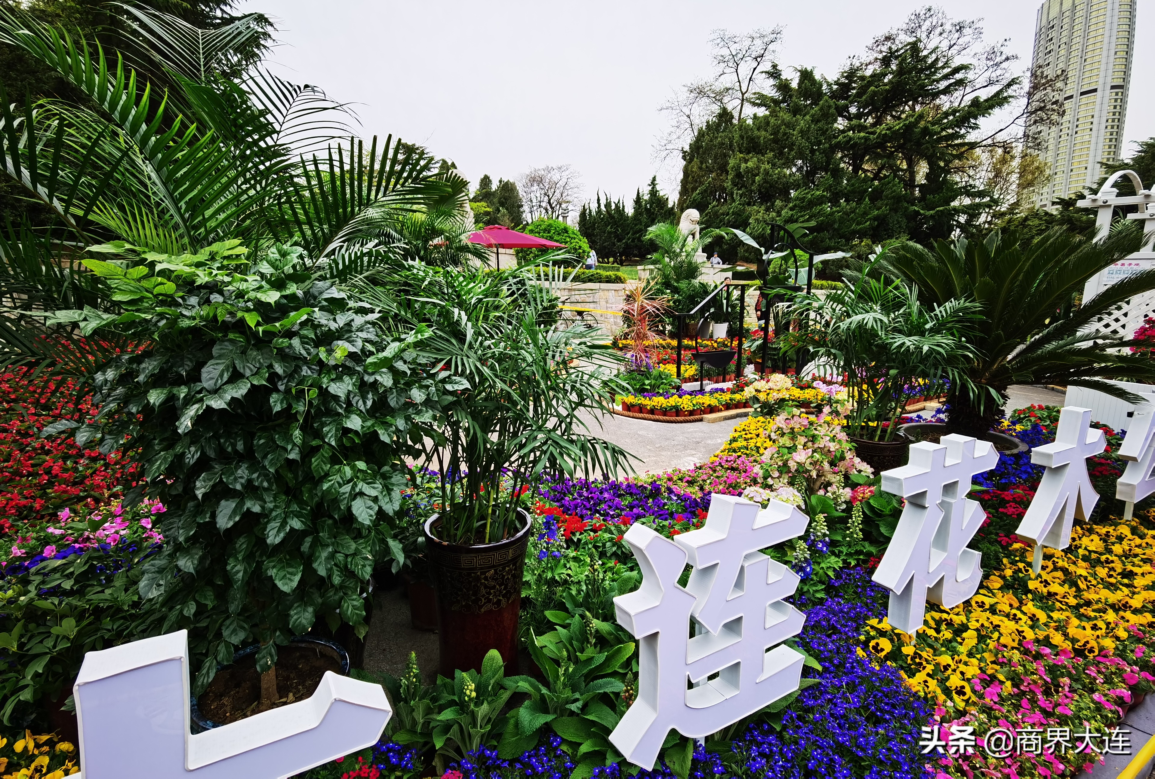 大连花卉展览会在哪里,大连花木公司直播