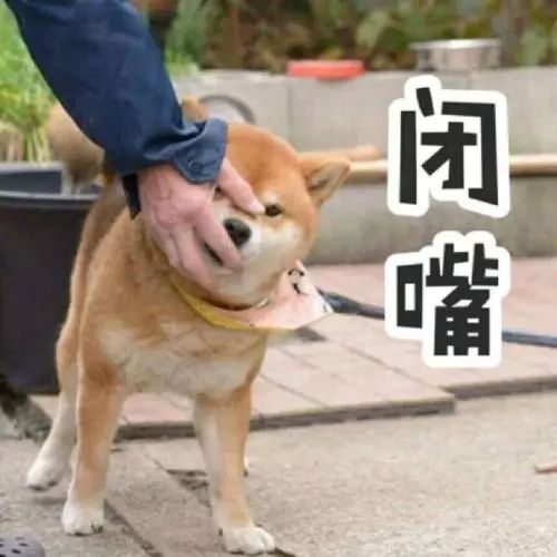 狗狗误食哪几种东西是最致命的,这些常见的东西狗狗千万不要吃