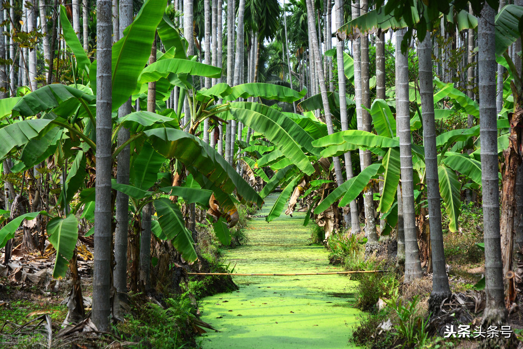 嚼槟榔舌癌,嚼槟榔有什么危害